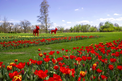 Cvetoči tulipani na travniku in dve rdeči skulpturi