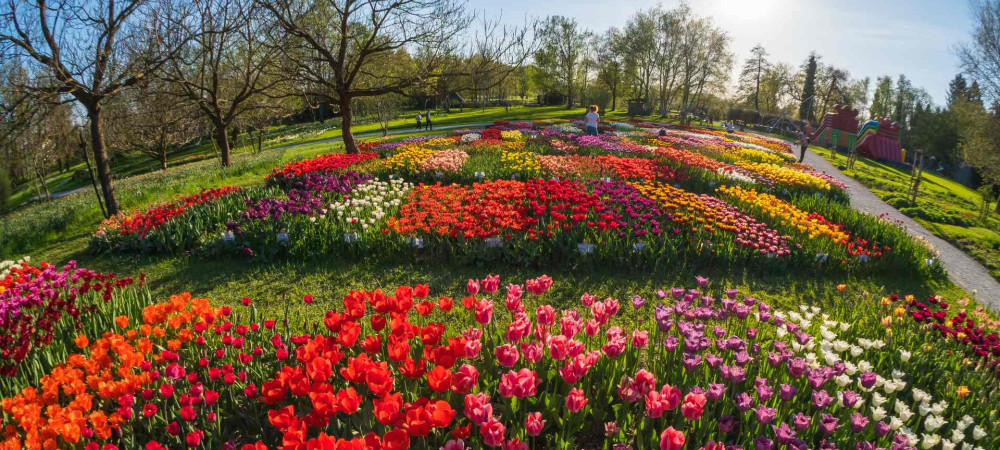 tulipani v Arboretumu Volčji potok