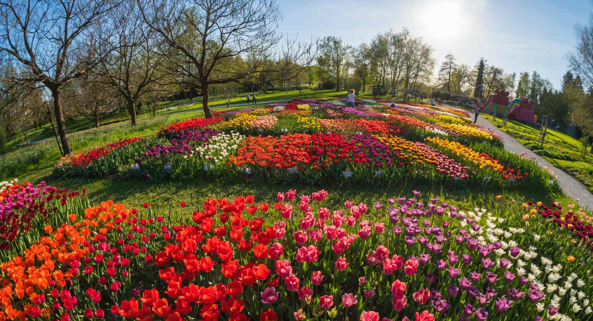 tulips in Arboretum Volčji potok