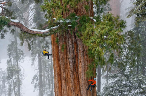 Dva plezalca plezata po ogromnem drevesu.
