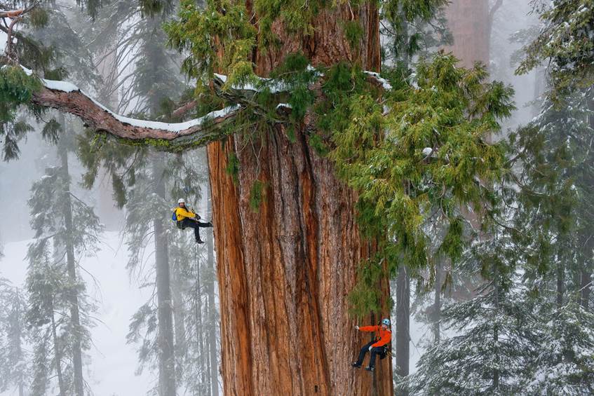 Dva plezalca plezata po ogromnem drevesu.