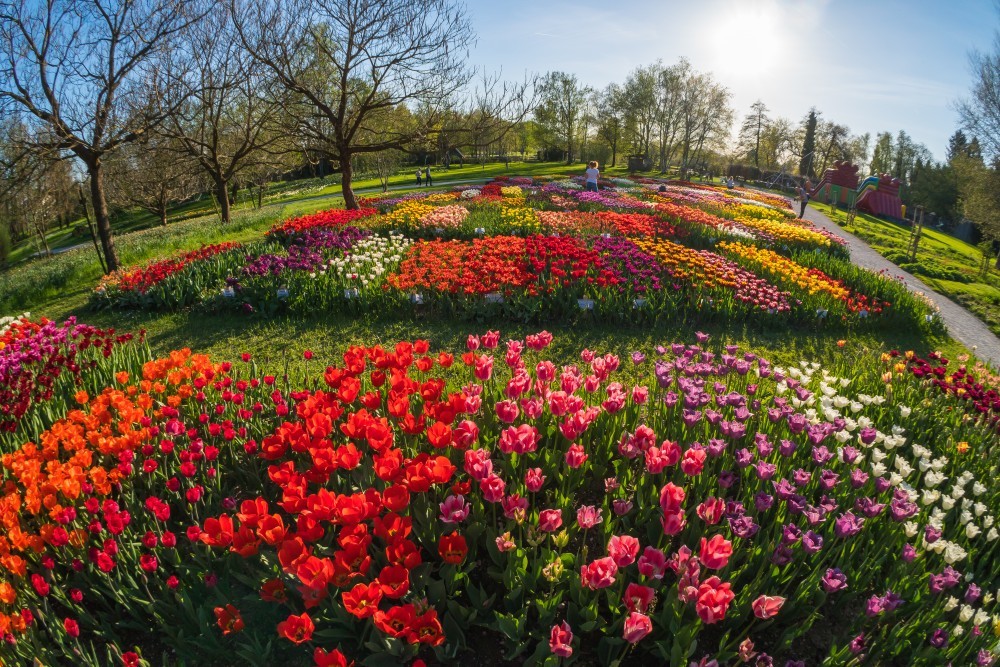 Cvetoči tulipani v parku.
