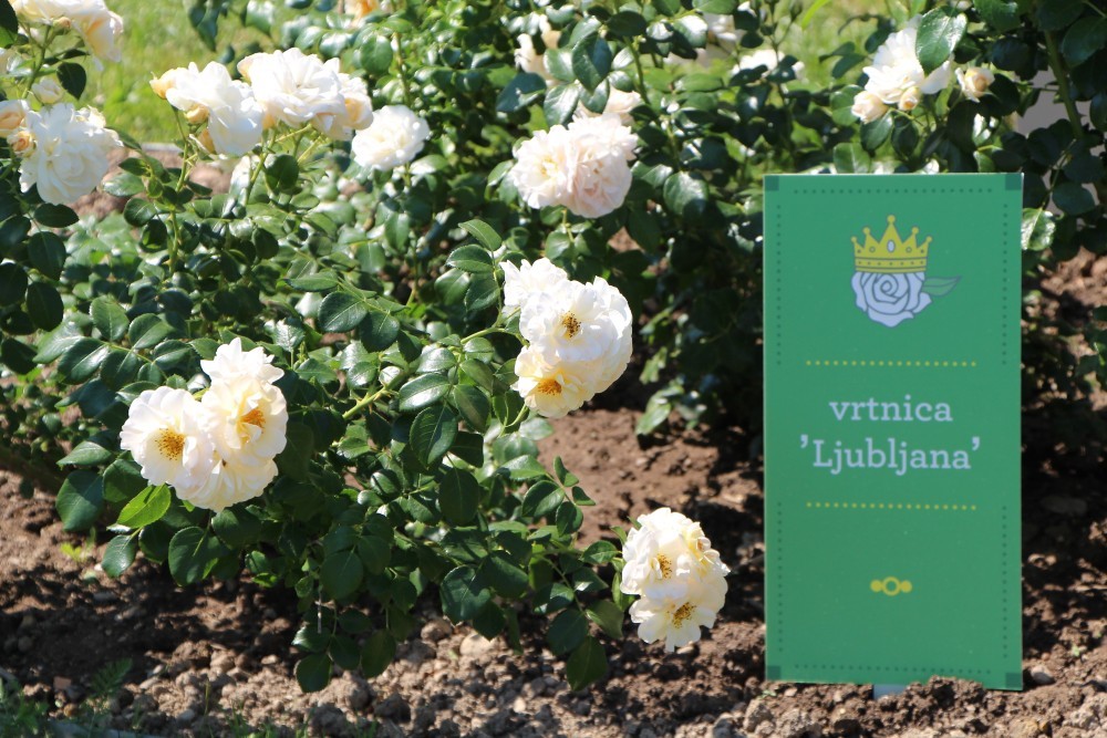 Beli cvetovi vrtnice