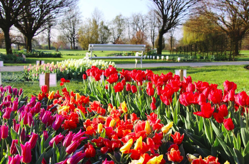 Pisane roze tulipani.