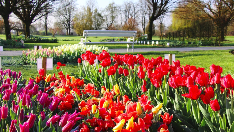 Colourful tulips in nature.
