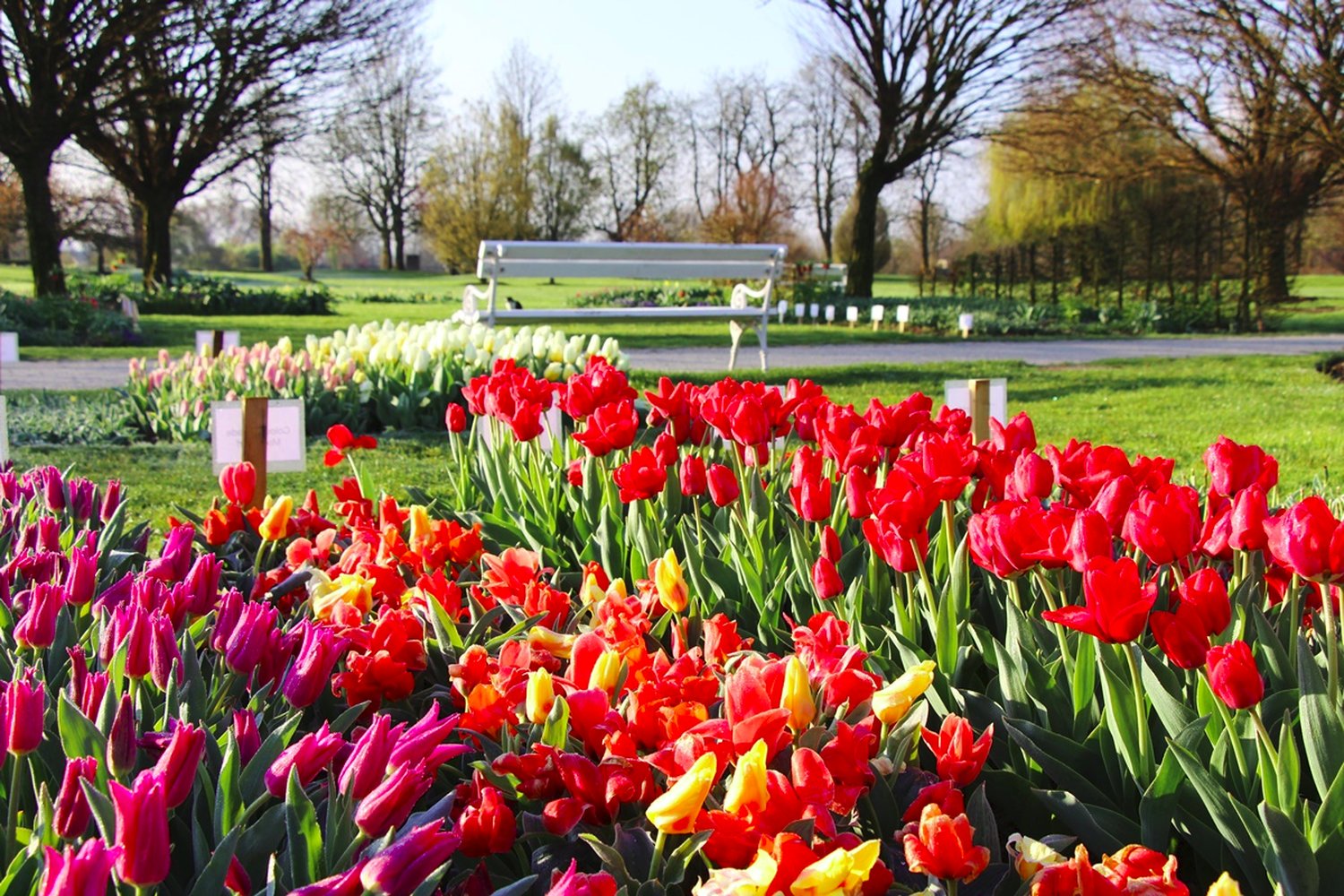Pisane roze tulipani.