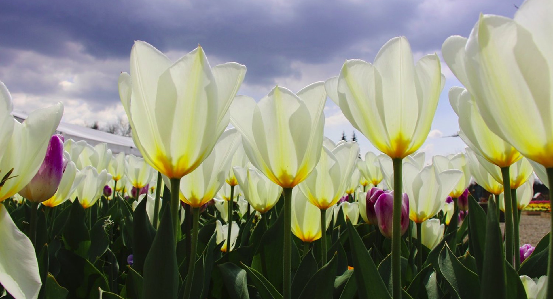 Pisane roze tulipani.