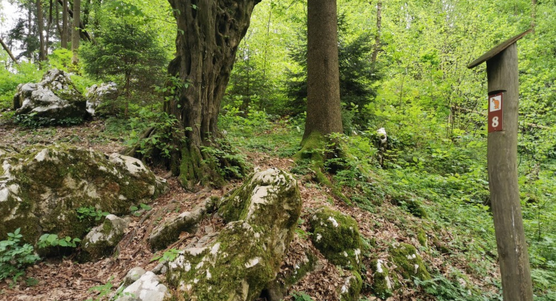 Informacijska tabla na učni poti.