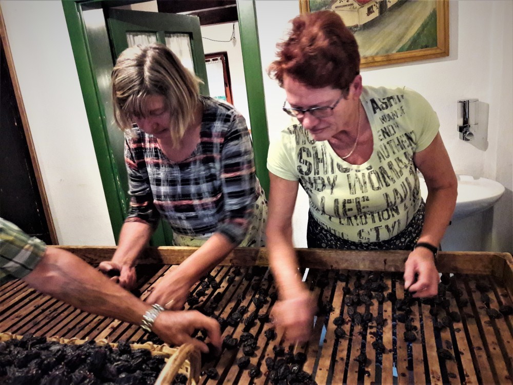 Na Gradežu sušijo sadje na star, tradicionalen način