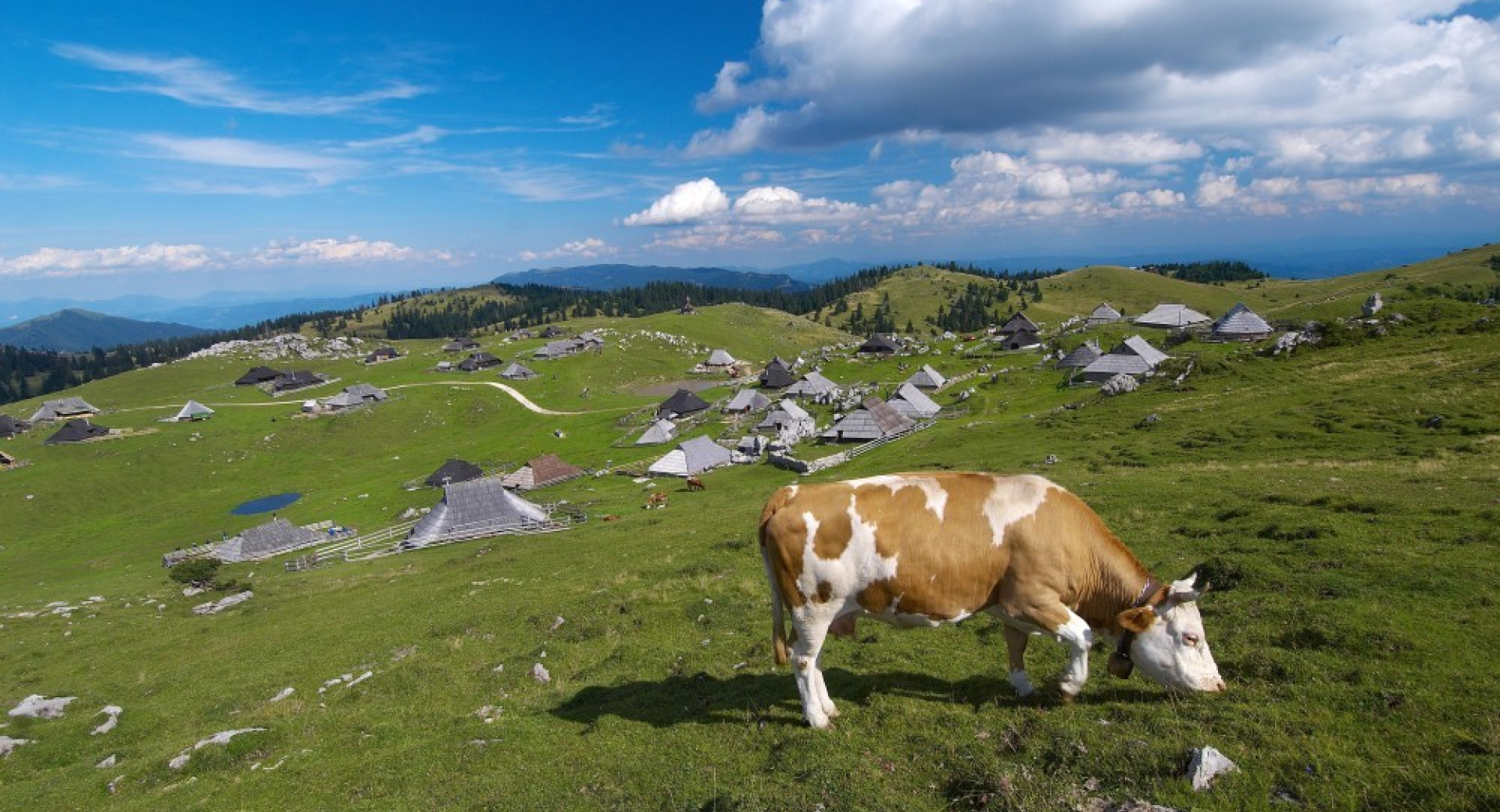 Krava na pašniku Velike planine.