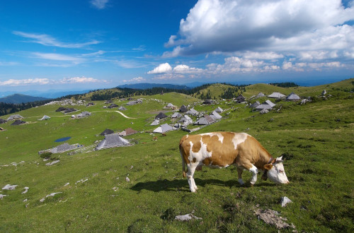 Krava na pašniku Velike planine.