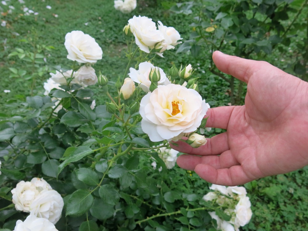 Vrtnice (na fotografiji vrtnica Ljubljana) niso najbolj primerne za čebeljo pašo, saj so njihovi cvetovi večinoma preveč zaprti