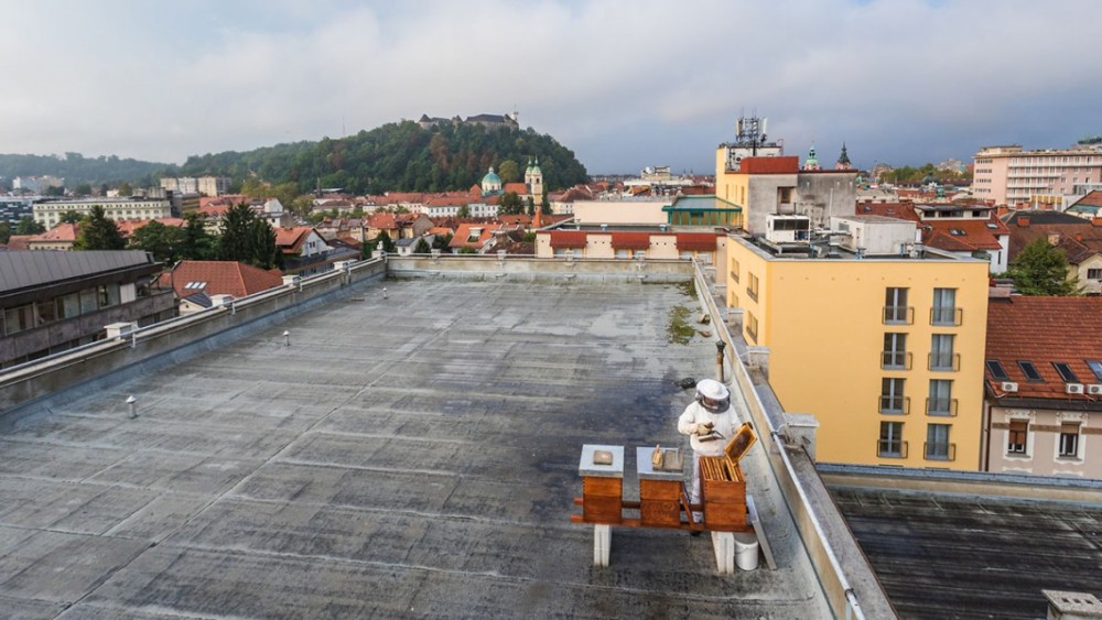Čebelar ob čebelnjaku. V ozadju Ljubljanski grad.