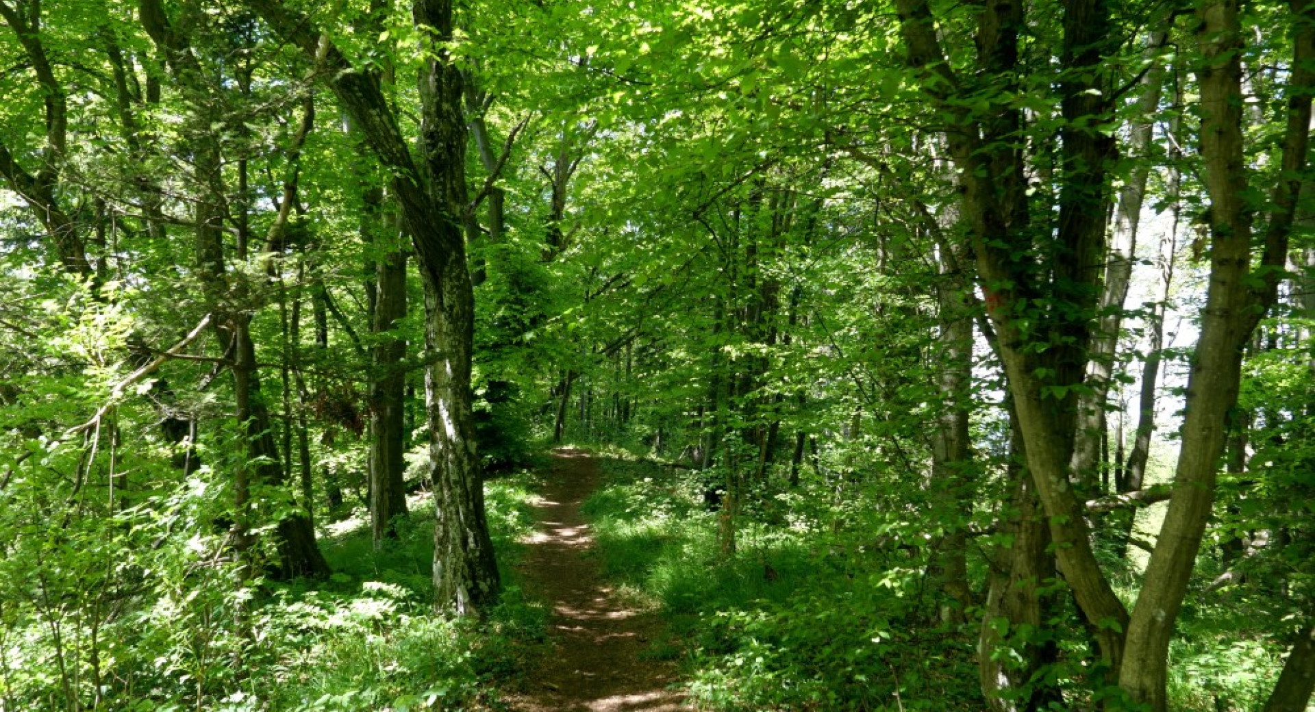 Gozdna pohodniška pot.