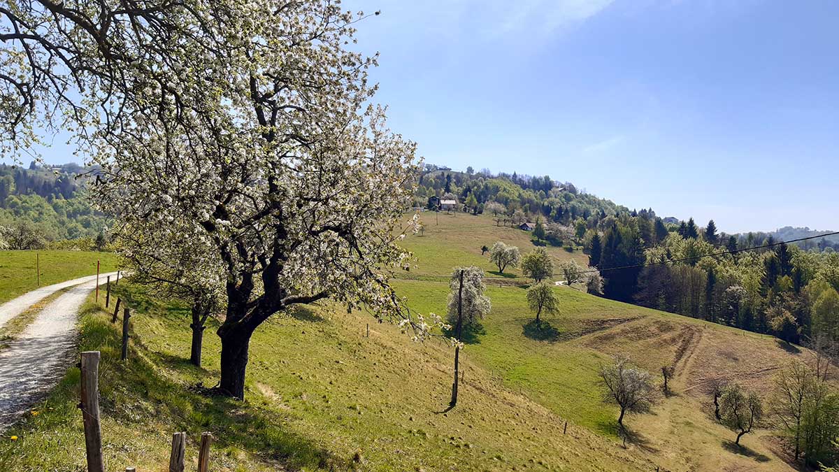Razgledni travniki ob poti