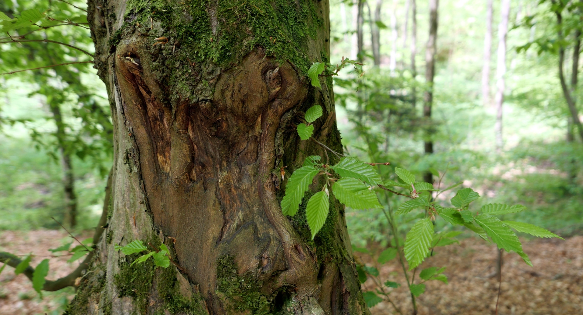Tematska pot po Golovcu v Ljubljani V gozd po zdravje; na fotografiji del debla bukve