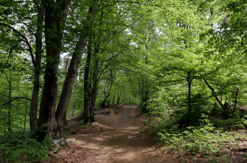 Tematska pot po Golovcu v Ljubljani V gozd po zdravje; na fotografiji gozdna steza, obdana z drevjem
