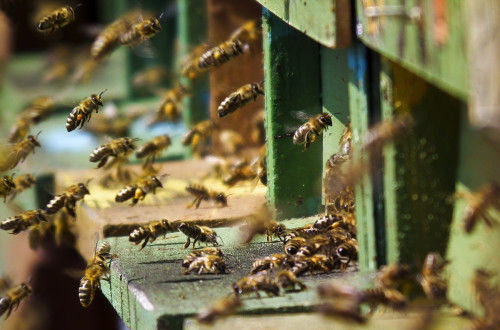 Številne čebele brenčijo pred panjem