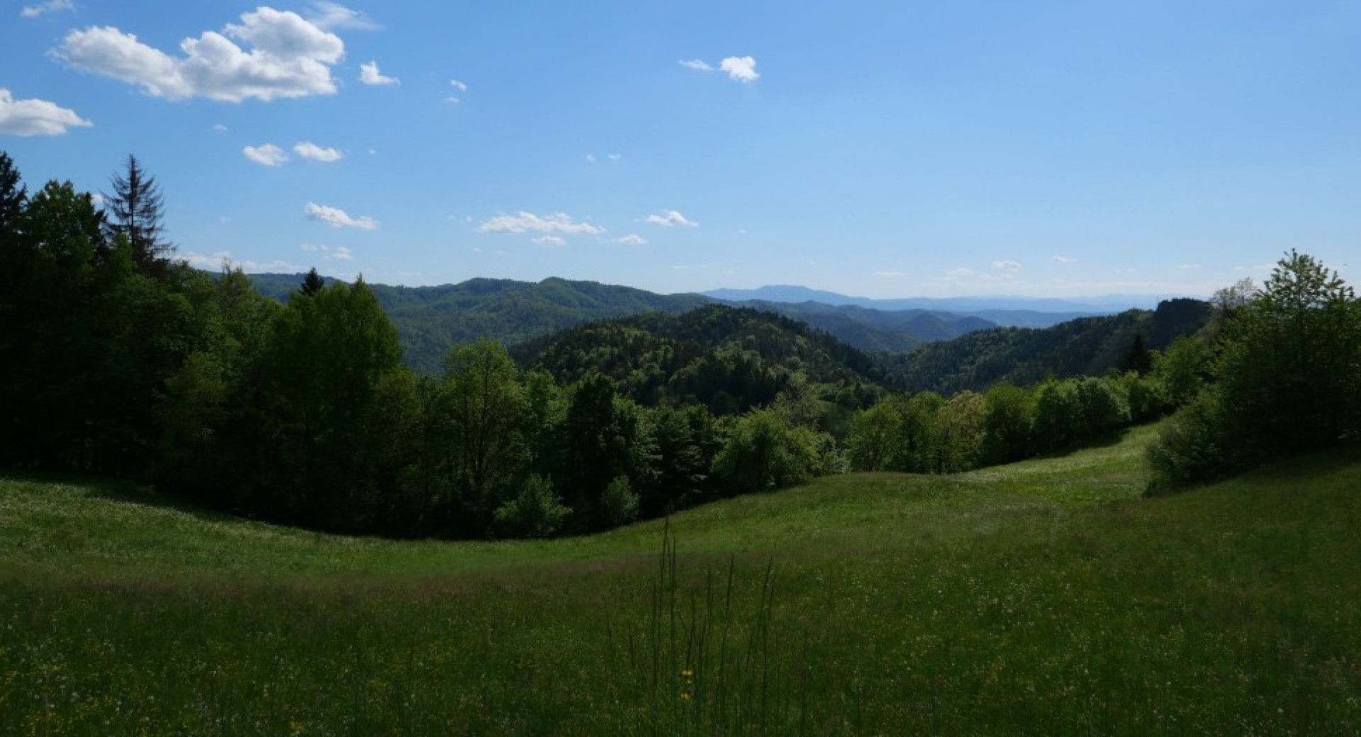 Zeleni travnik, za njim gozdovi