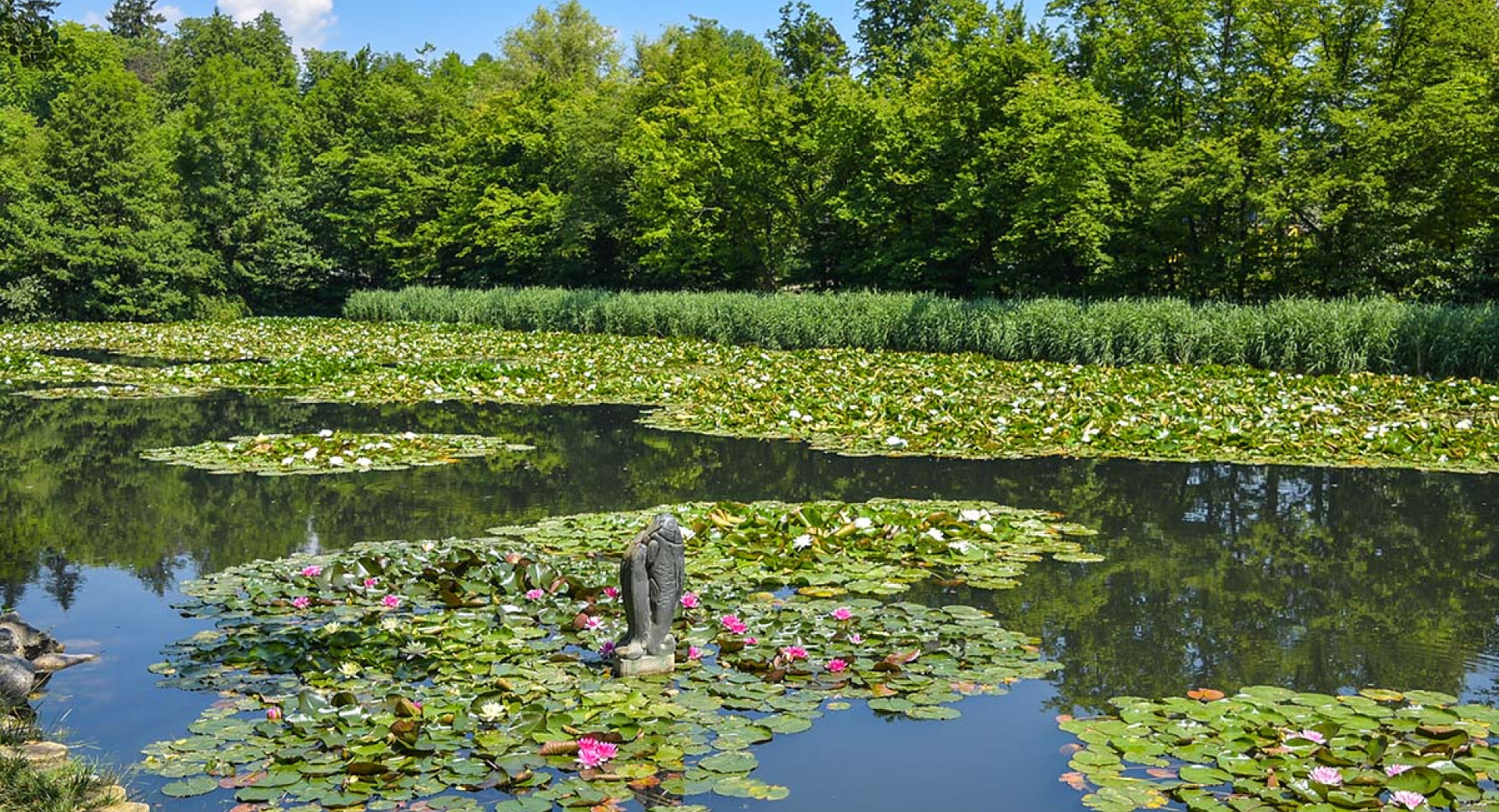 Park Tivoli v Ljubljani, na fotografiji ribnik z lokvanji