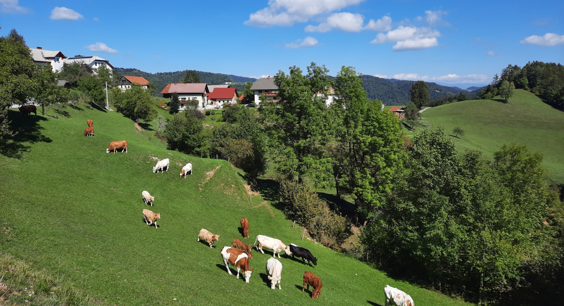 Živina se pase na travniku v vasi Planina nad Horjulom