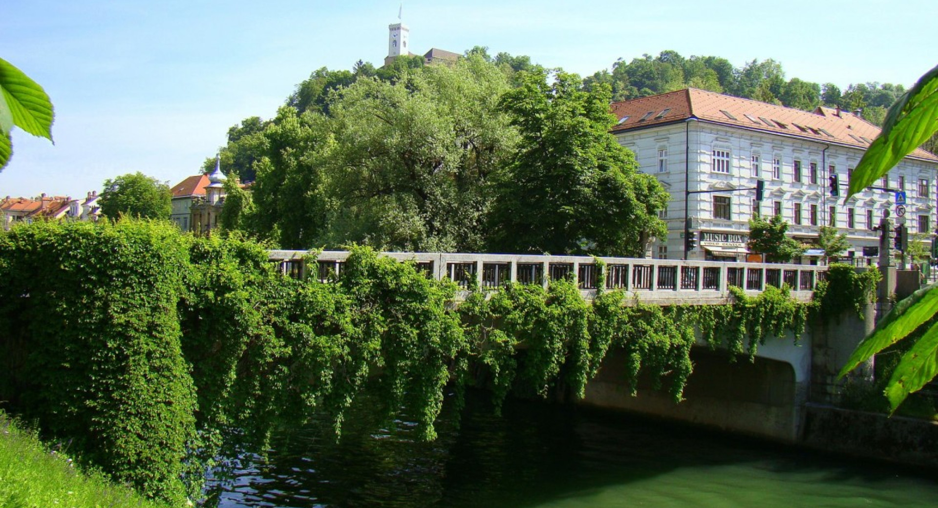 Most v zelenju čez Ljubljanico.