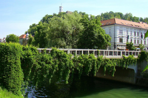 Most v zelenju čez Ljubljanico.