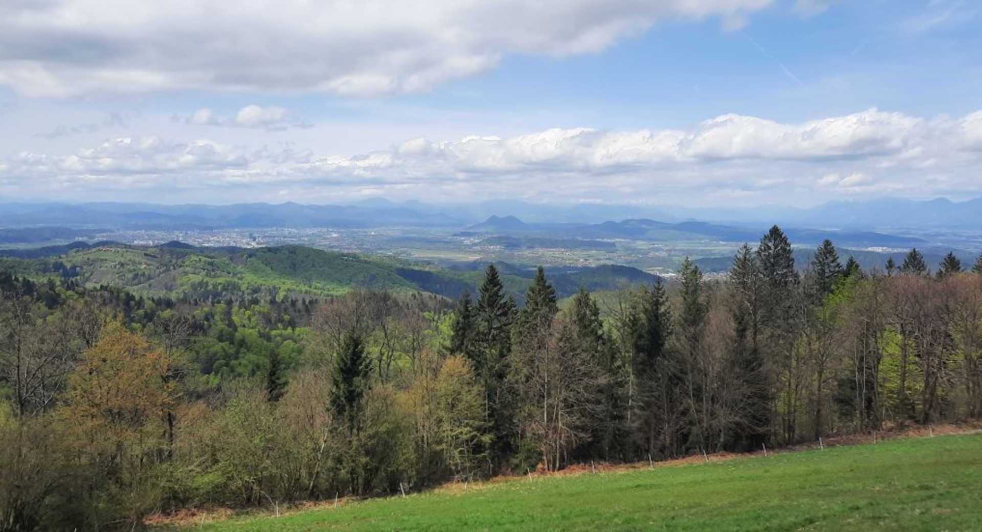 View of spruce trees and the distant landscape from the top of a meadow.