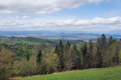 View of spruce trees and the distant landscape from the top of a meadow.