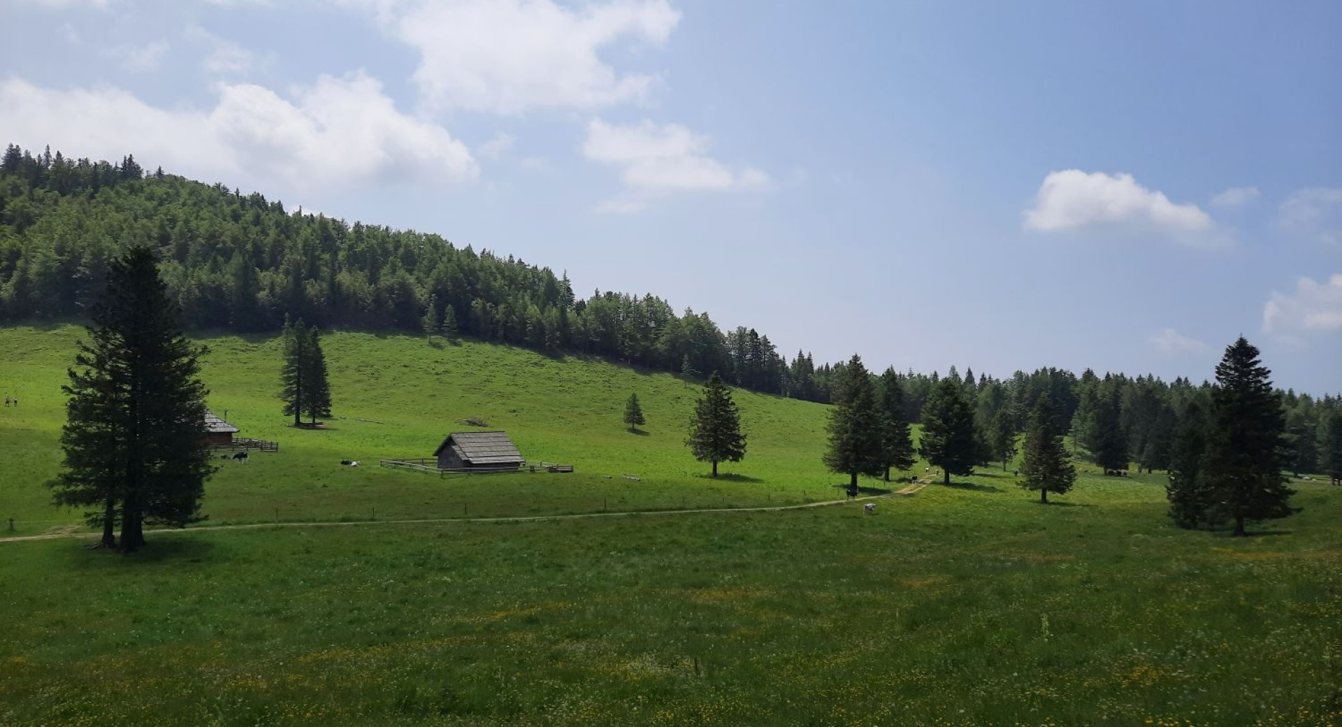 Veliko zeleno obmocje v hribih z nesteto smrekami in koco med njimi.