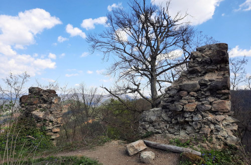A tree and the remains of a stone wall on top of a hill.