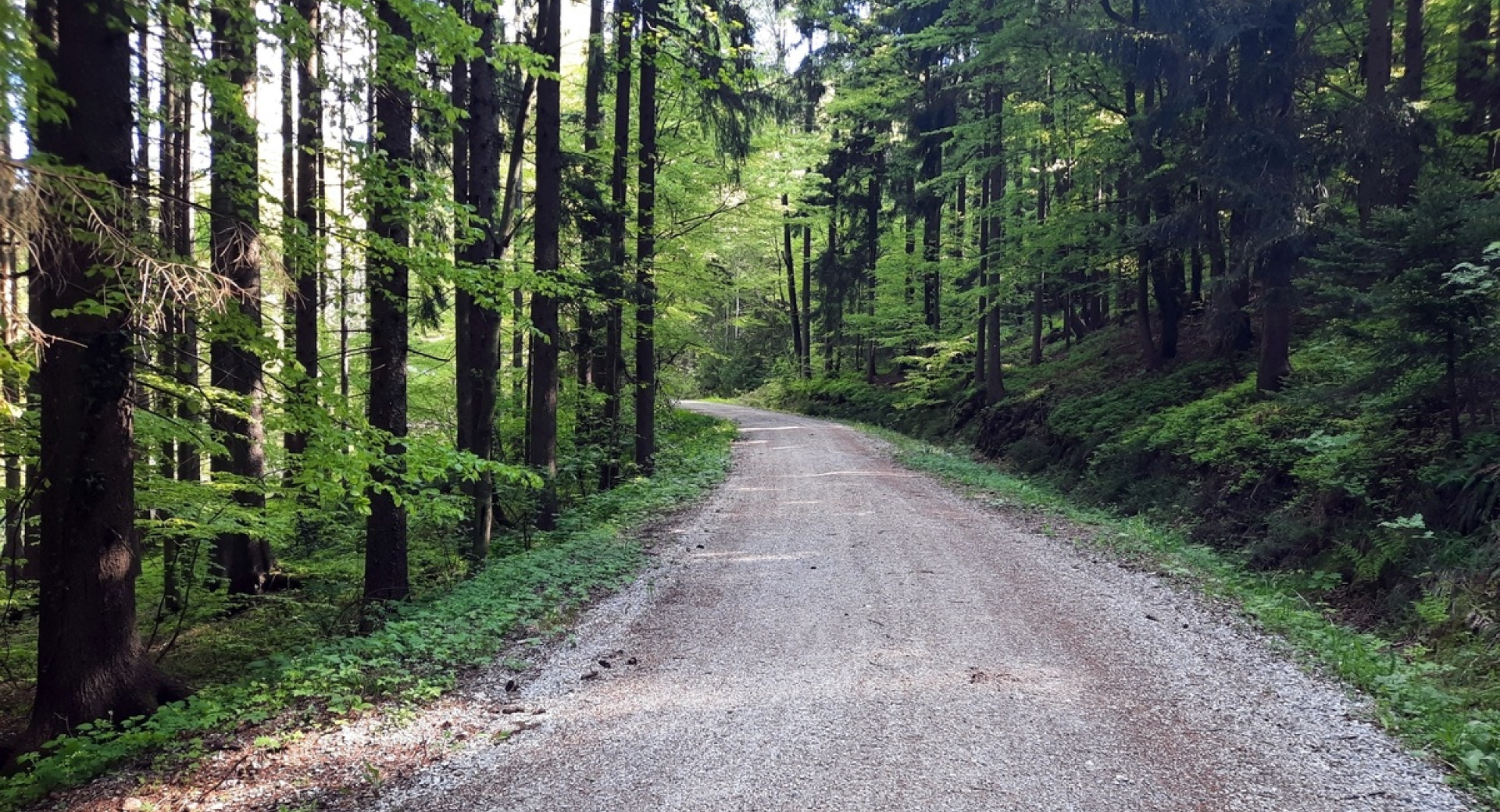Na sliki je makadamska pot, ki se vije skozi gozd in vodi proti vrhu, obdana z drevesi na obeh straneh.