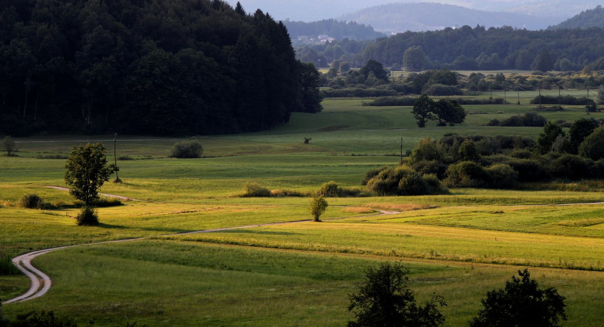 Pogled na prostrana zelena polja, obkrozena s smrekami.