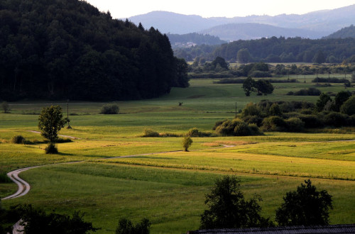 Pogled na prostrana zelena polja, obkrozena s smrekami.