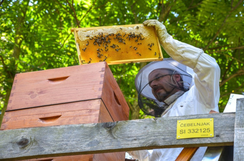 Bees Ljubljana photo Dunja Wedam