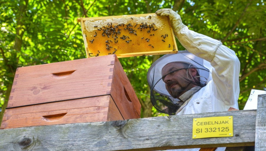 Bees Ljubljana photo Dunja Wedam