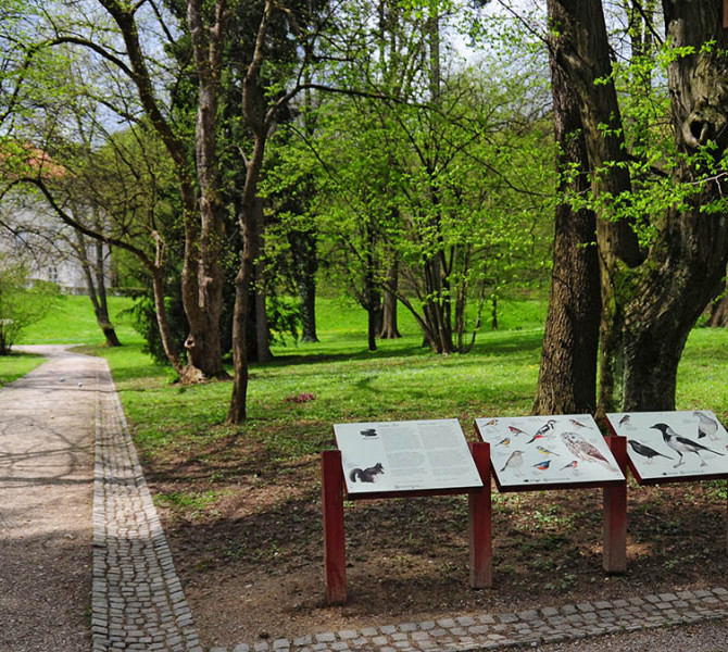 Table z opisi ptic v parku. 