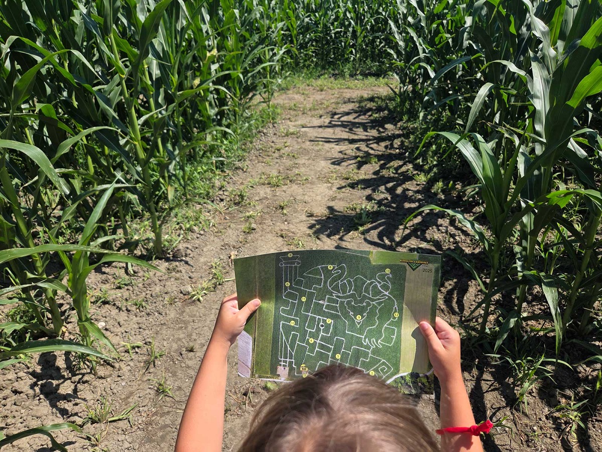 A child reading a map in the middle of a cornfield.