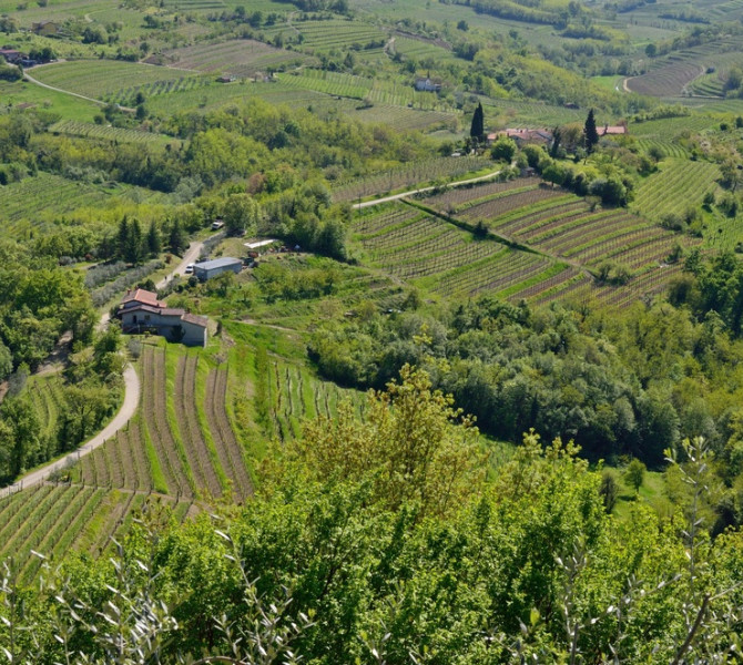 A panoramic view of patchwork vineyards and winding country roads across rolling green hills dotted with houses and trees.