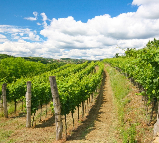 A sunlit vineyard stretches across rolling green hills beneath a bright blue sky dotted with fluffy white clouds.