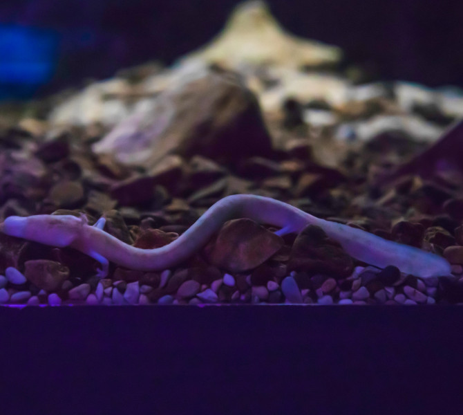 A rare olm (proteus) rests among rocks in its dark, underwater cave habitat.