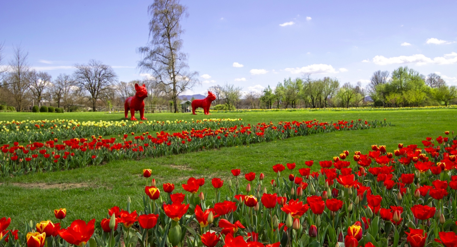 Cvetoči tulipani na travniku in dve rdeči skulpturi