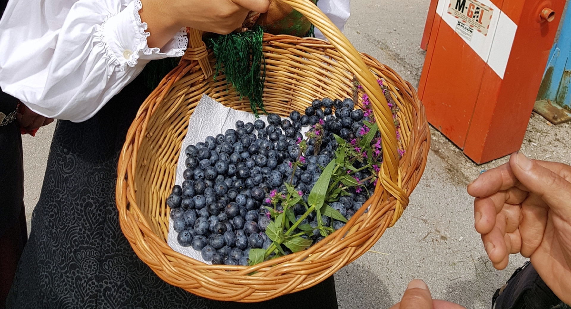 Zenska drzi v rokah pleteno kosaro z borovnicami.
