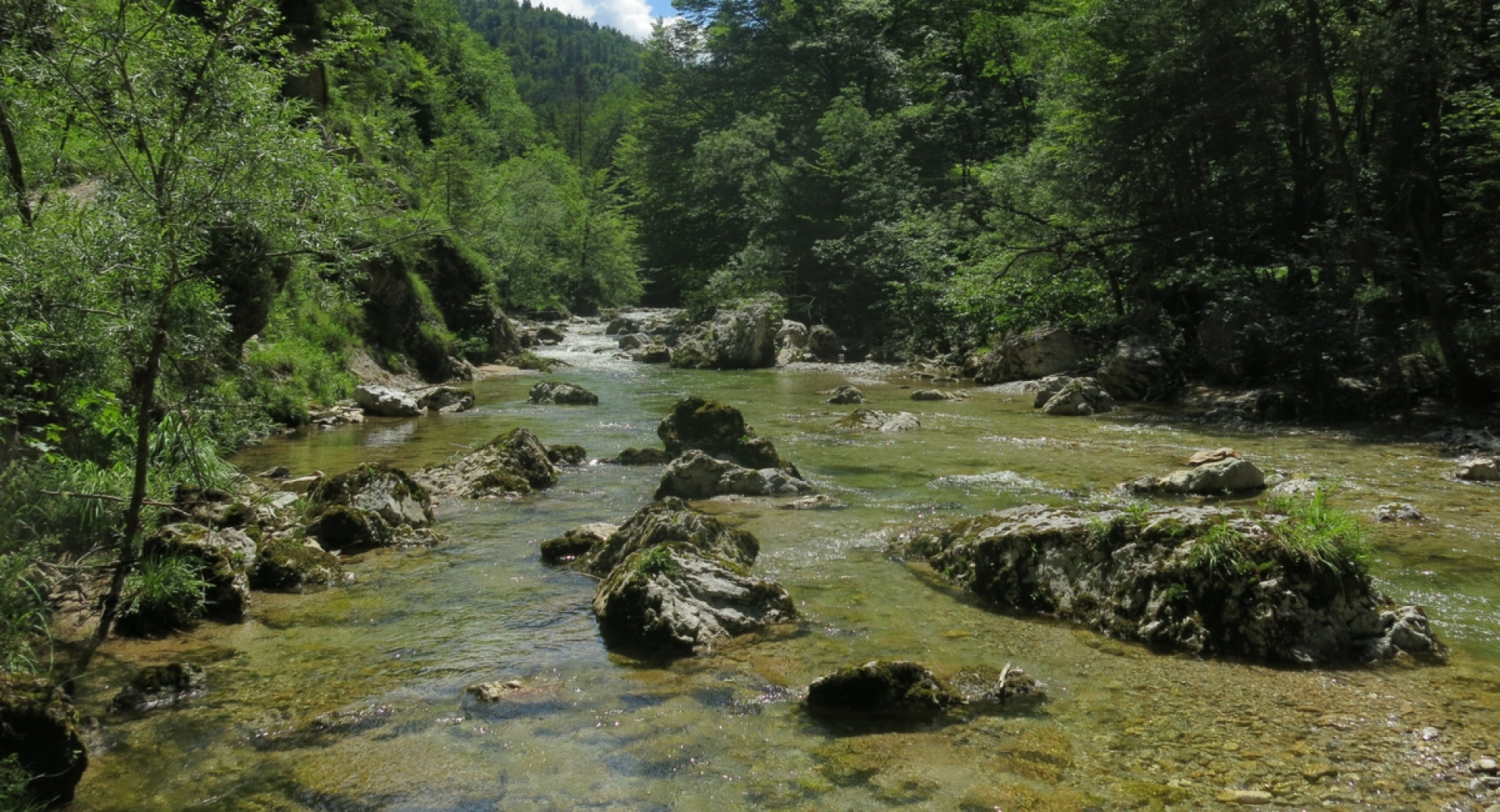 Rečica sredi gozda.