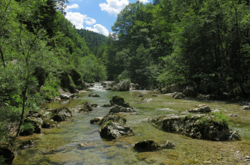 Rečica sredi gozda.