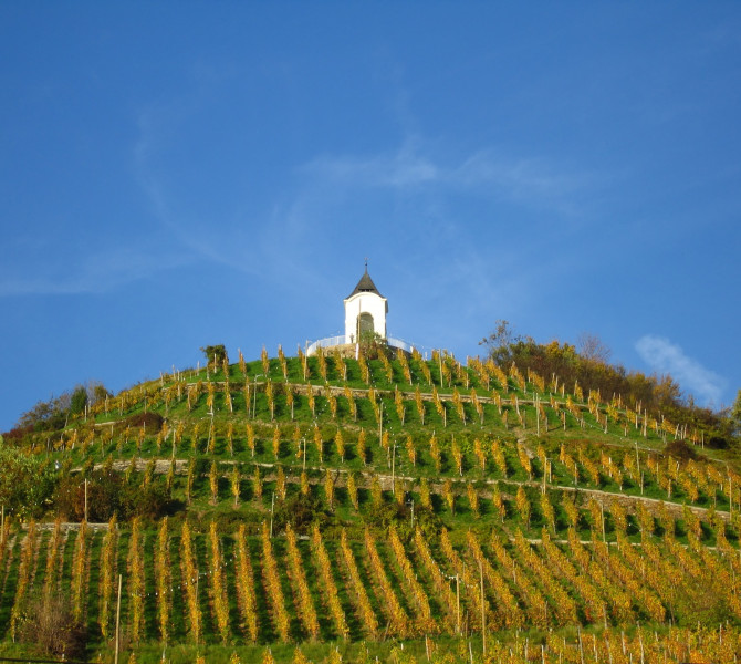 The vineyard in autumn colors with a small church on top.