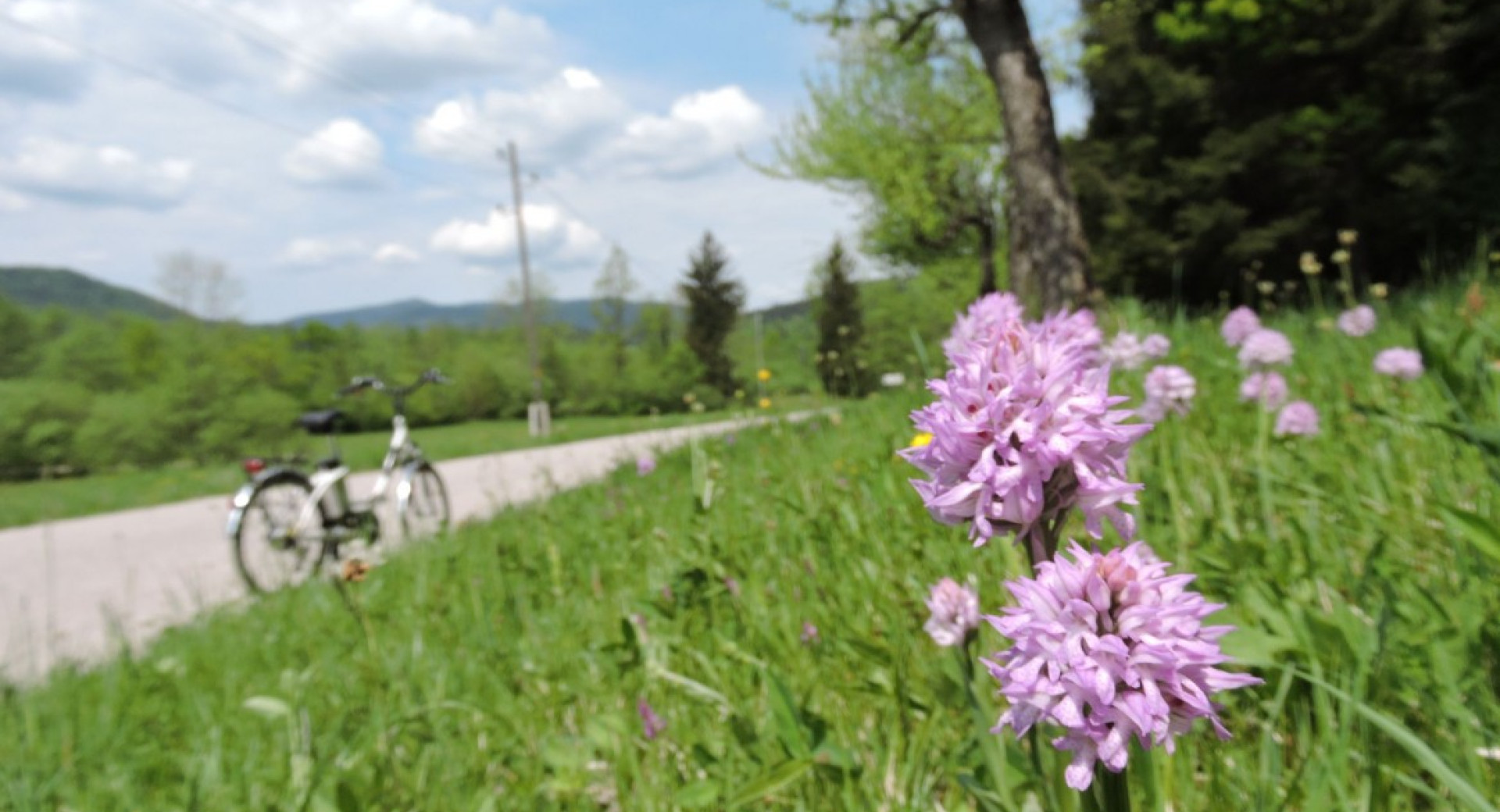 Travnik s cvetjem, v ozadju kolo.
