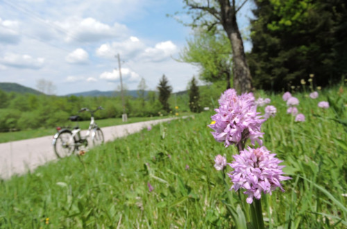 Travnik s cvetjem, v ozadju kolo.