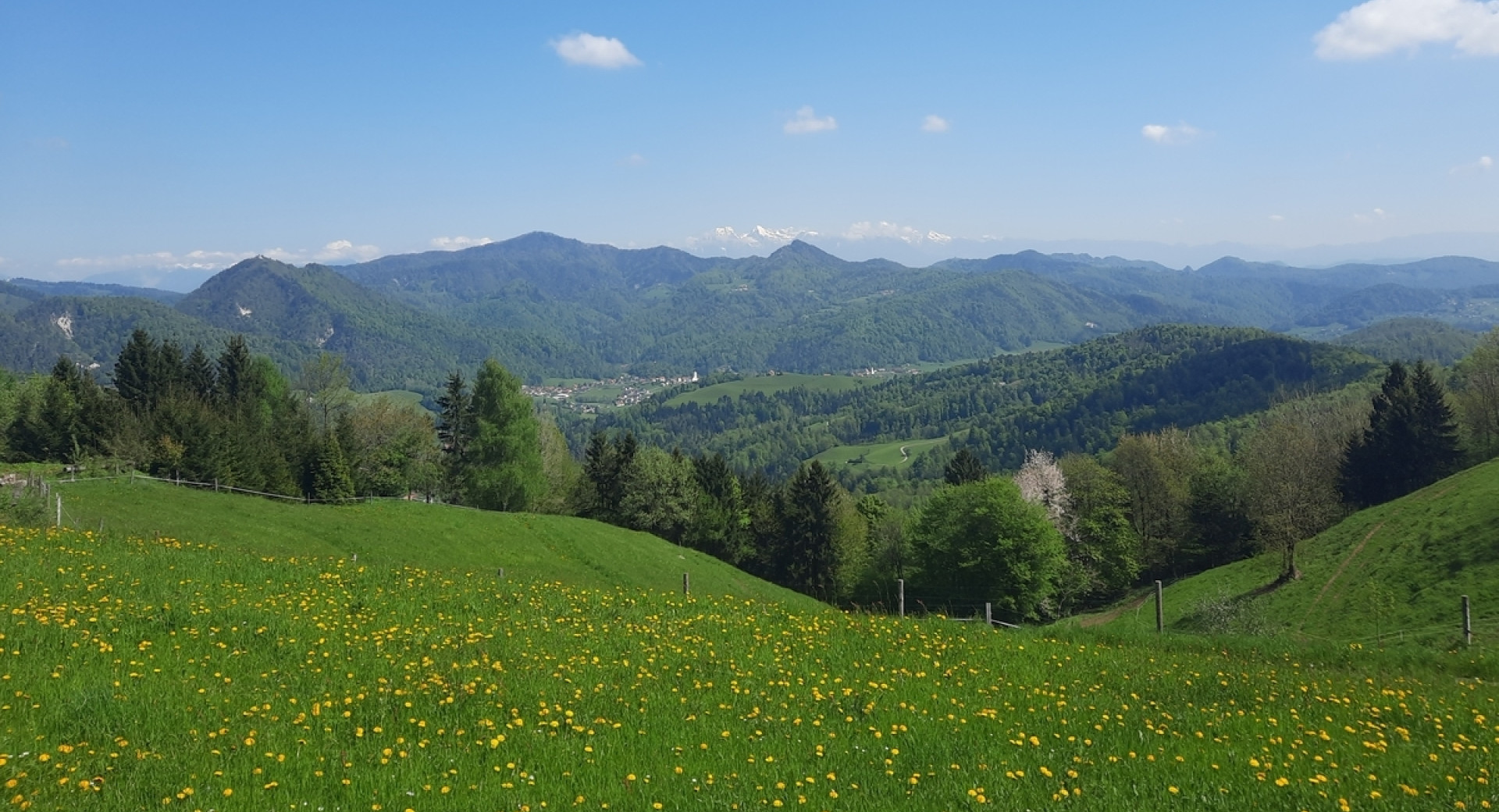 Travnik, posejan z rumenimi regratovimi cvetovi. V ozadju gozdovi in hribi.