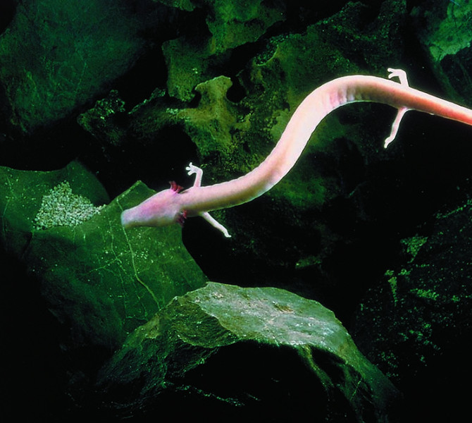 Un proteo (olm) nella grotta.